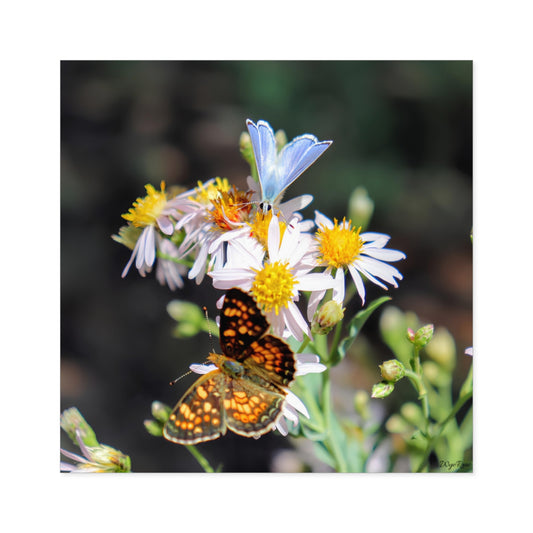 "Butterflys on Wildflowers" - Square Sticker (Indoor/Outdoor)