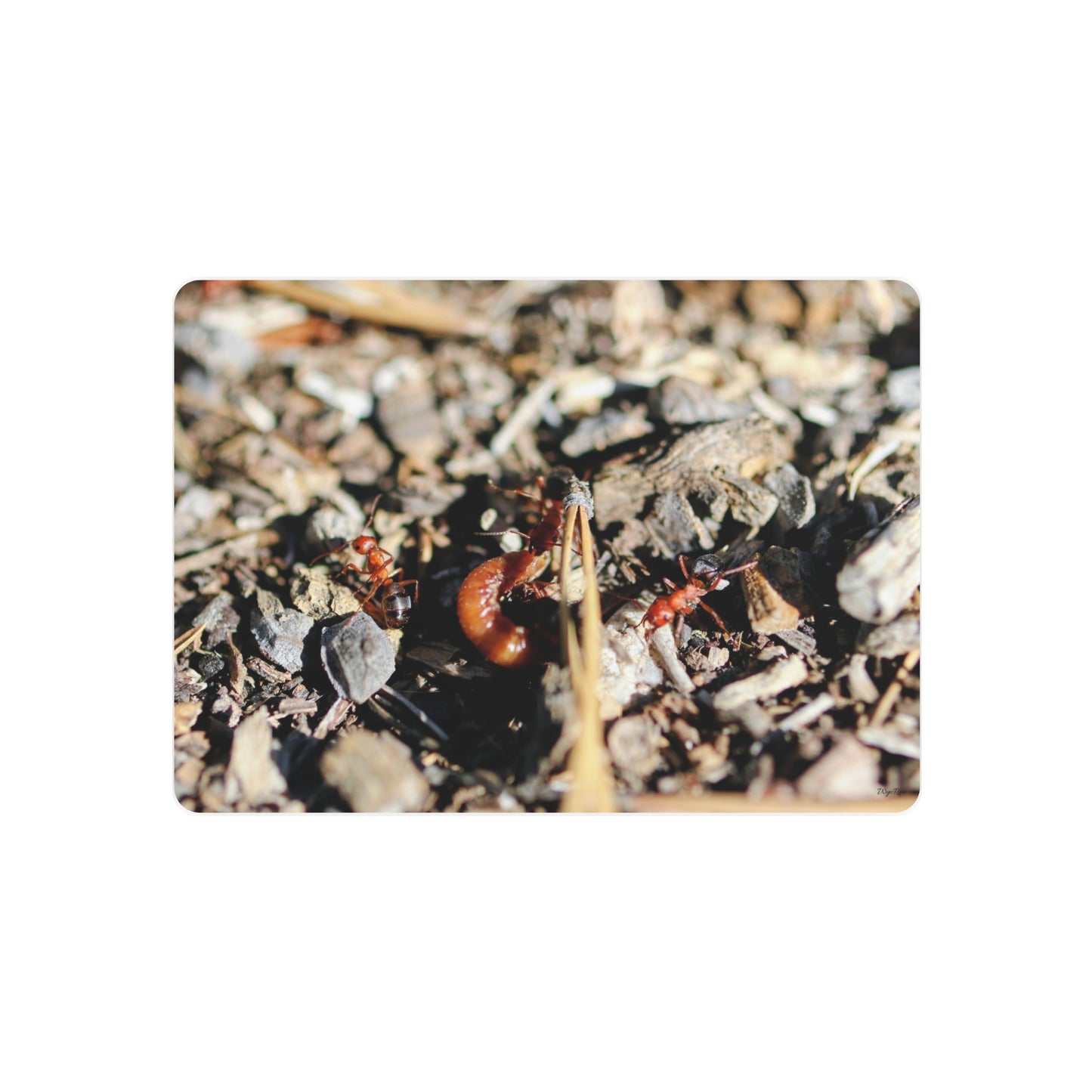 "Ants vs Worm 2" — Metal Art Sign