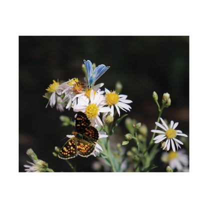 Butterflies on Wildflowers — Quiet Resilience by WyoRaw