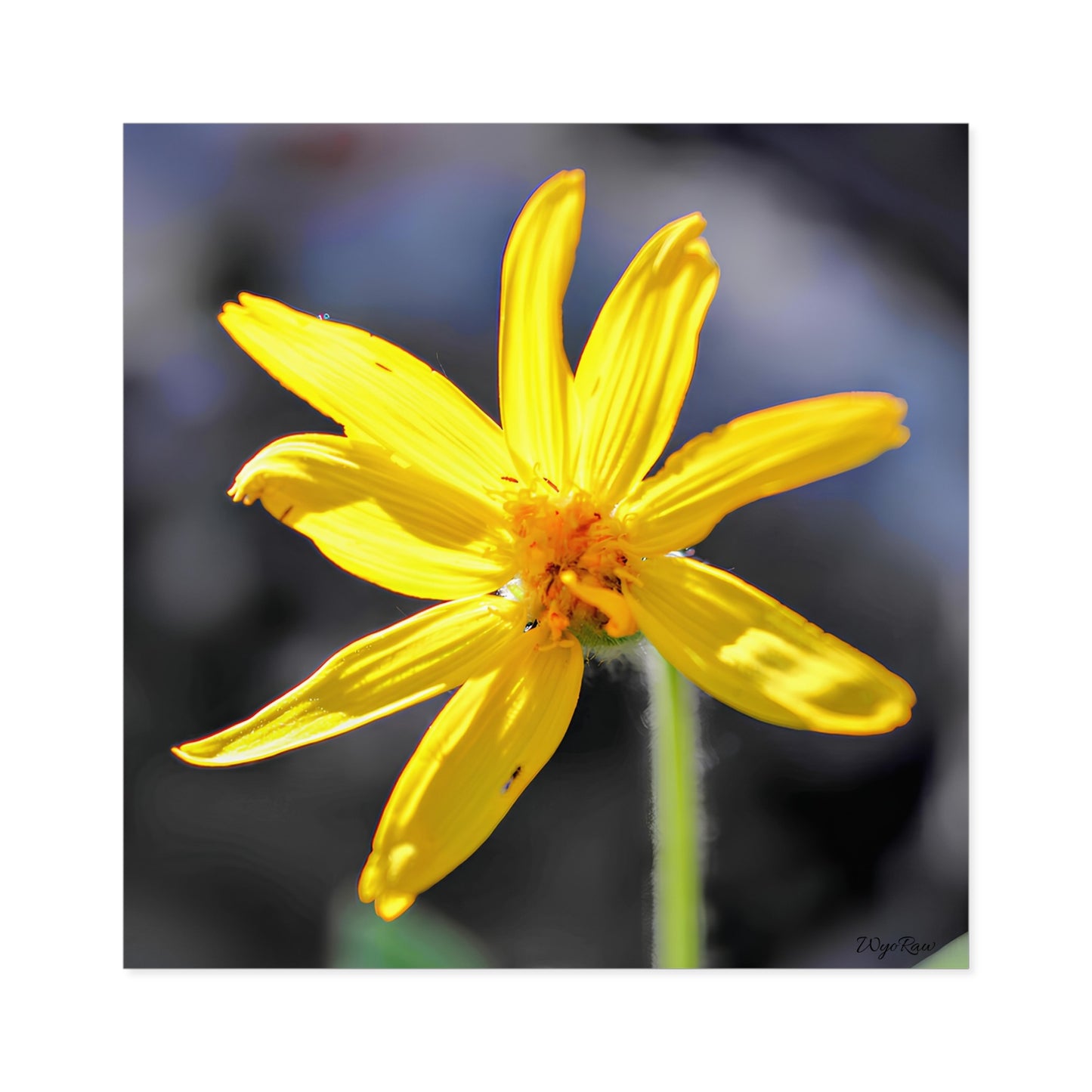 "Yellow Wildflower" - Square Sticker (Indoor/Outdoor)