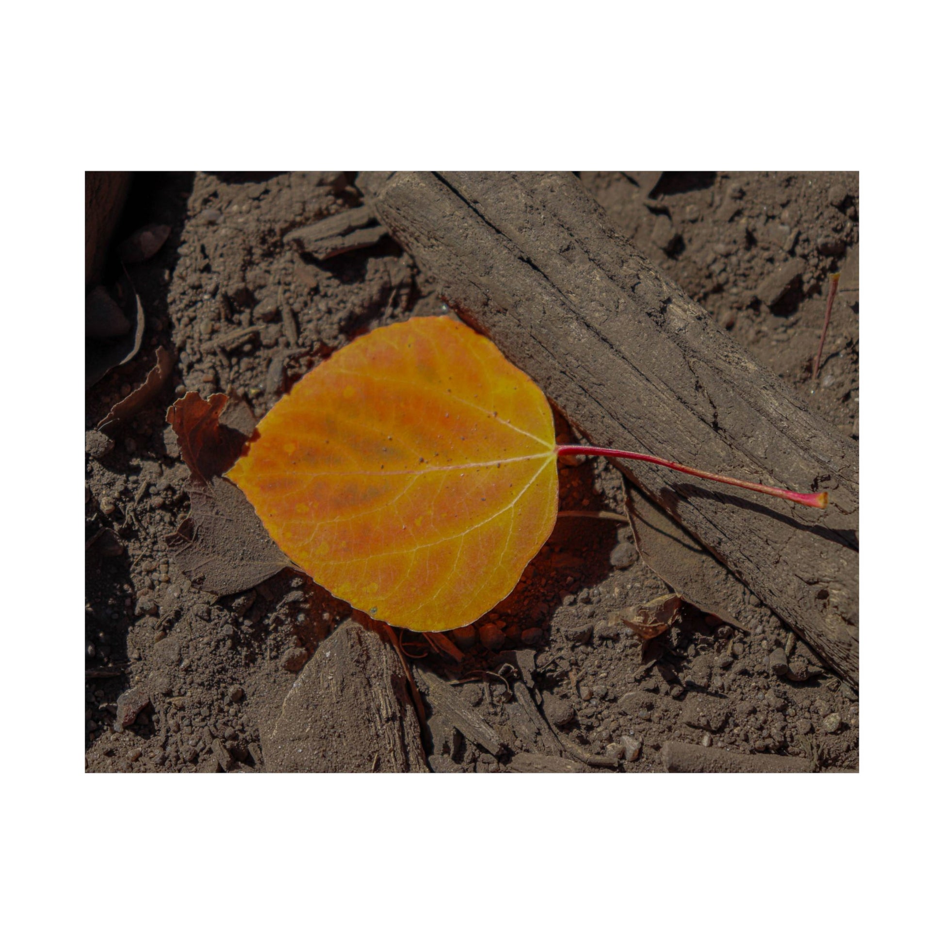 Autumn Leaf — Quiet Resilience by WyoRaw