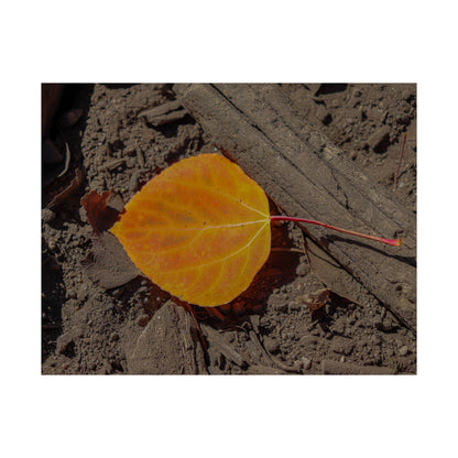 Autumn Leaf — Quiet Resilience by WyoRaw