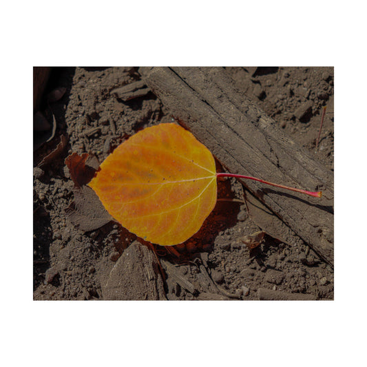 Autumn Leaf — Quiet Resilience by WyoRaw