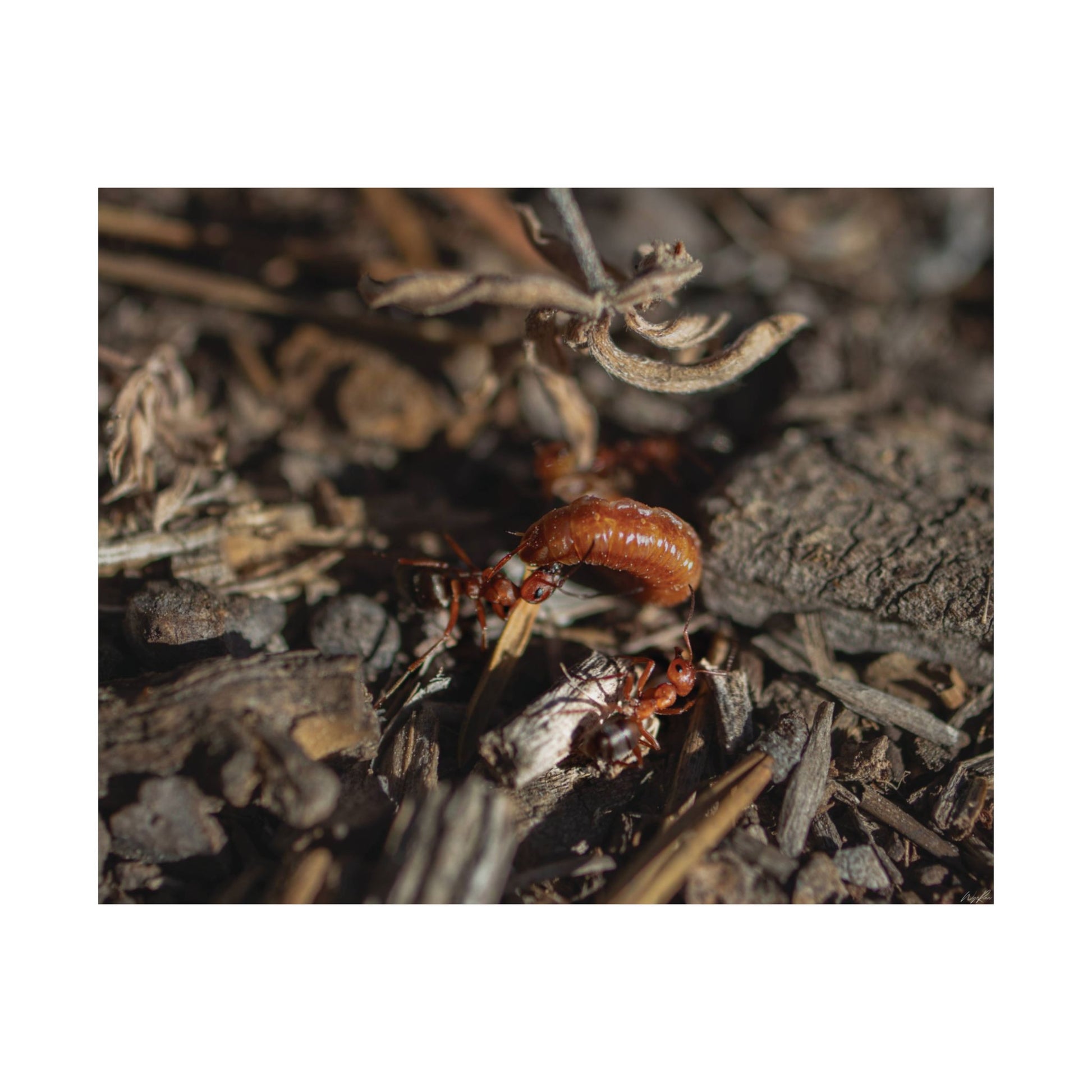 Ants vs Worm — Quiet Resilience by WyoRaw