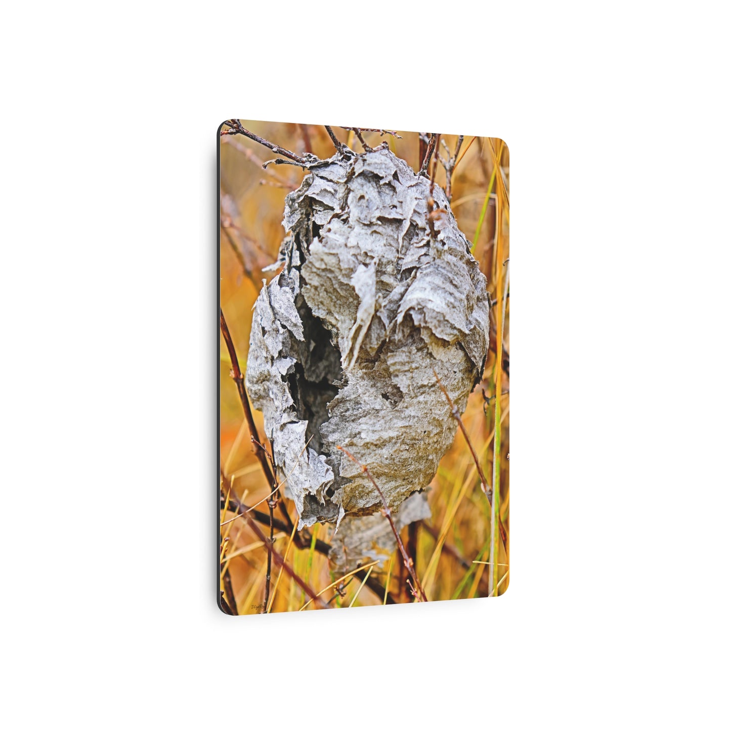 "Abandoned Wasps Nest Vibrant" - Metal Wall Art
