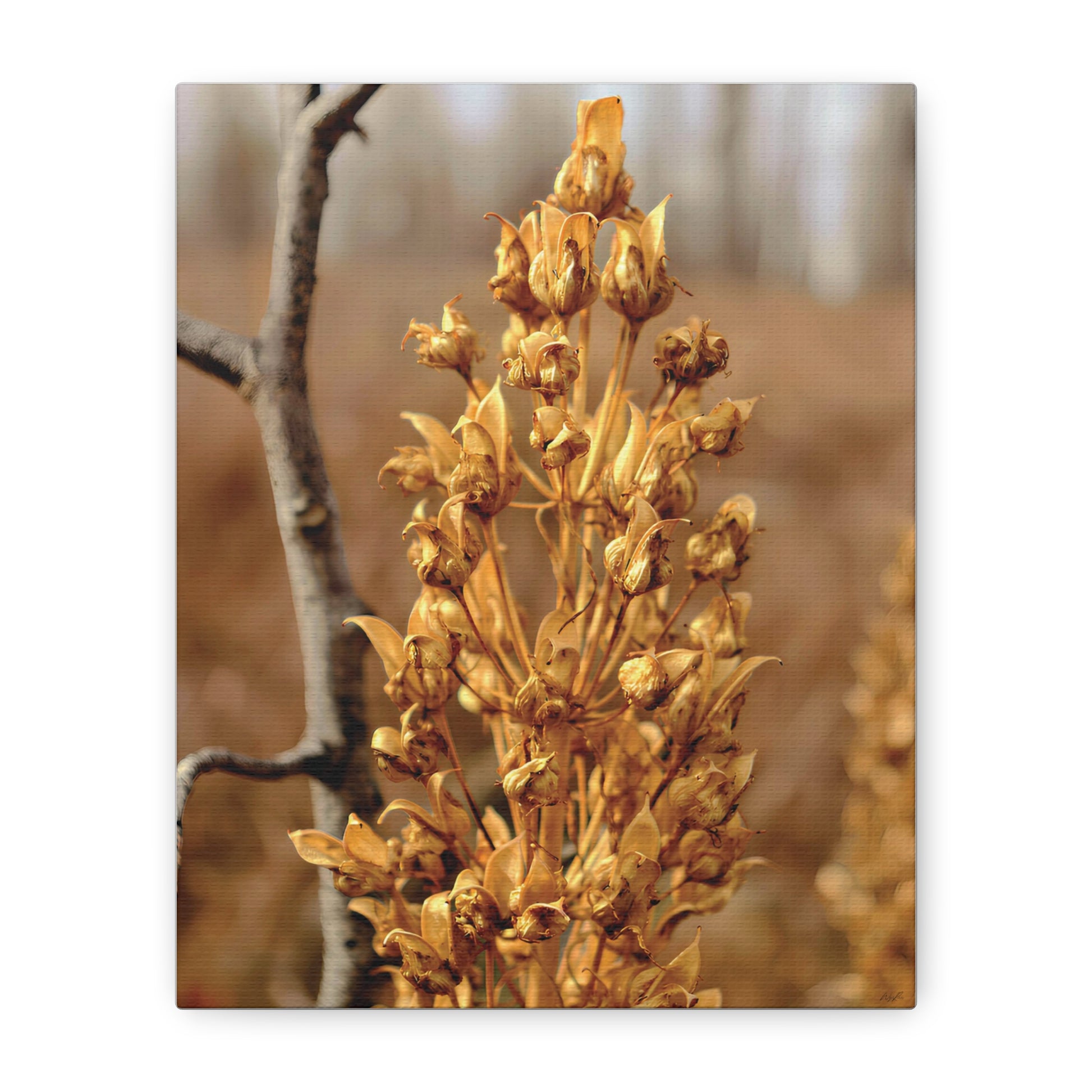 Golden Dried Flower — Remnants by WyoRaw