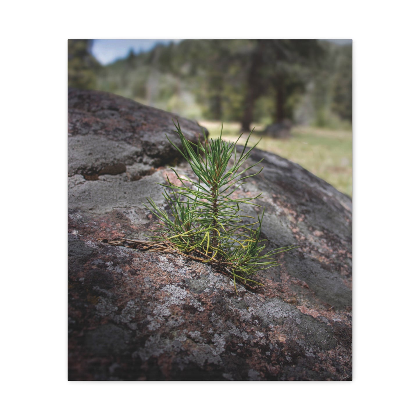 Young Pine from out of the Boulder — Quiet Resilience by WyoRaw