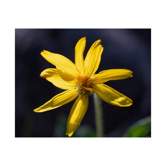 "Yellow Wildflower" - Museum-Grade Archival Print