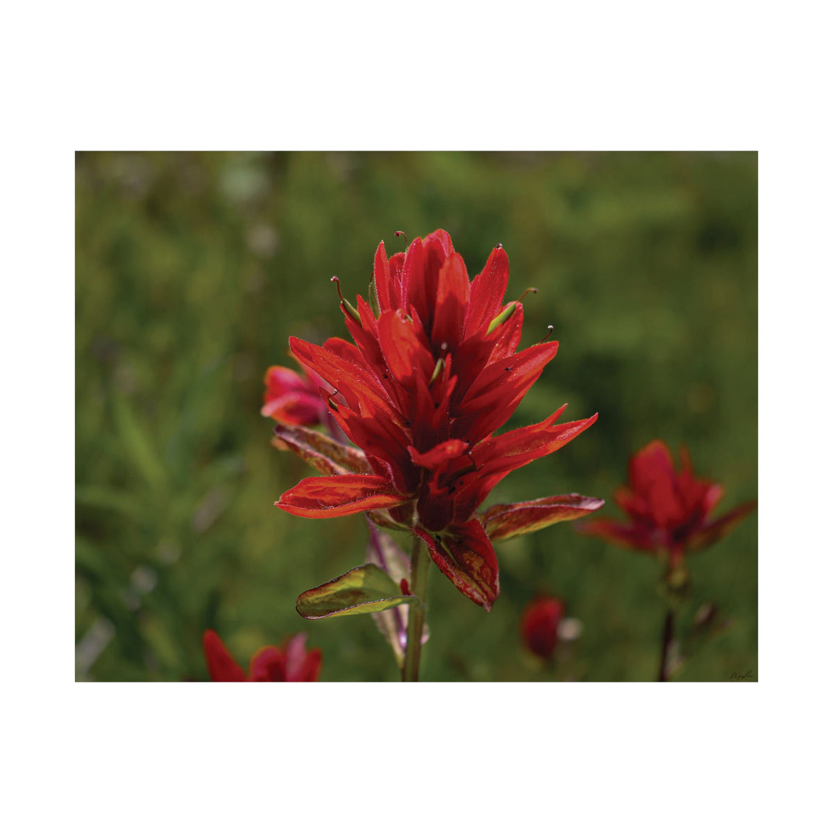 Wyoming Indian Paintbrush — Quiet Resilience by WyoRaw