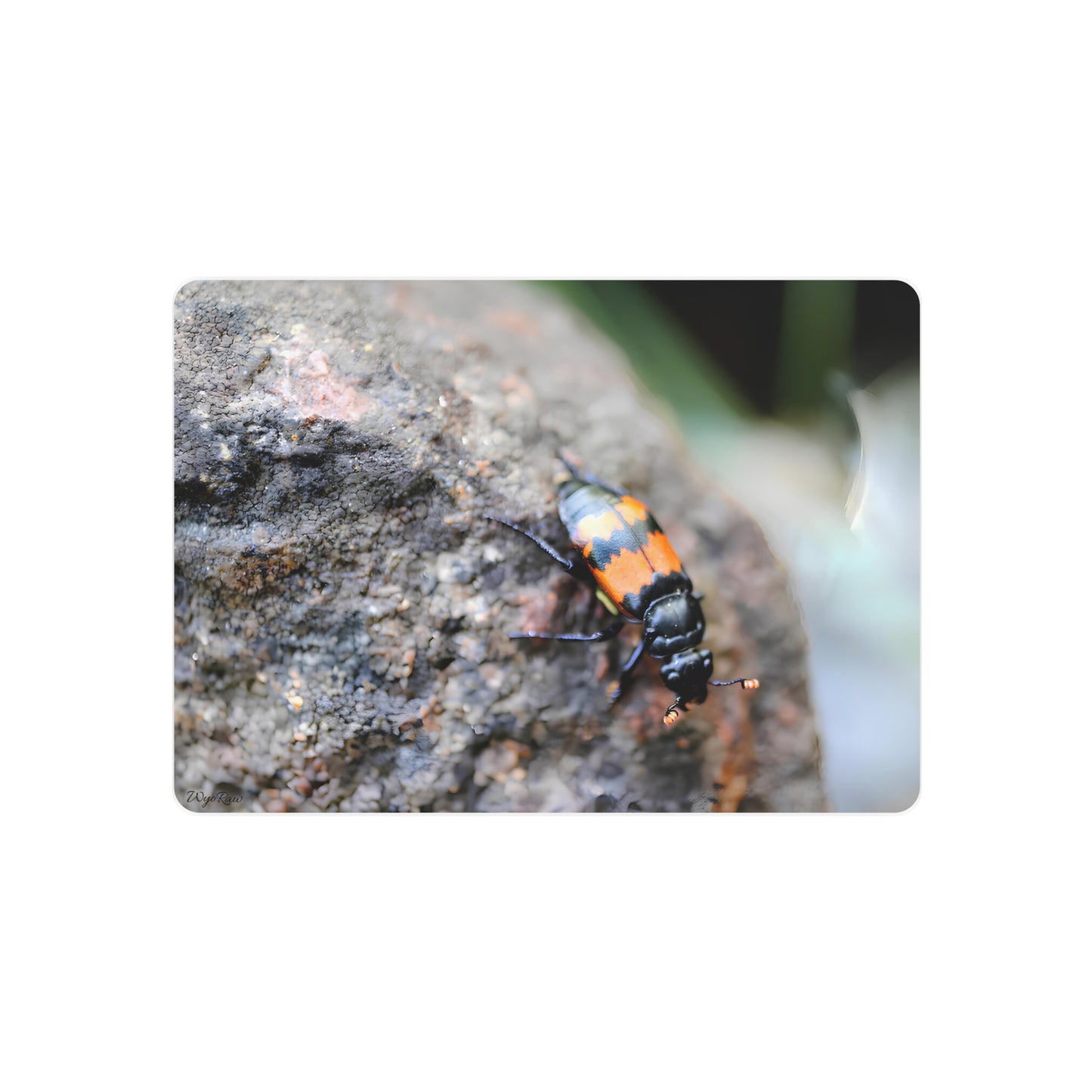 "Burying Beetle on River Rock" - Metal Wall Art