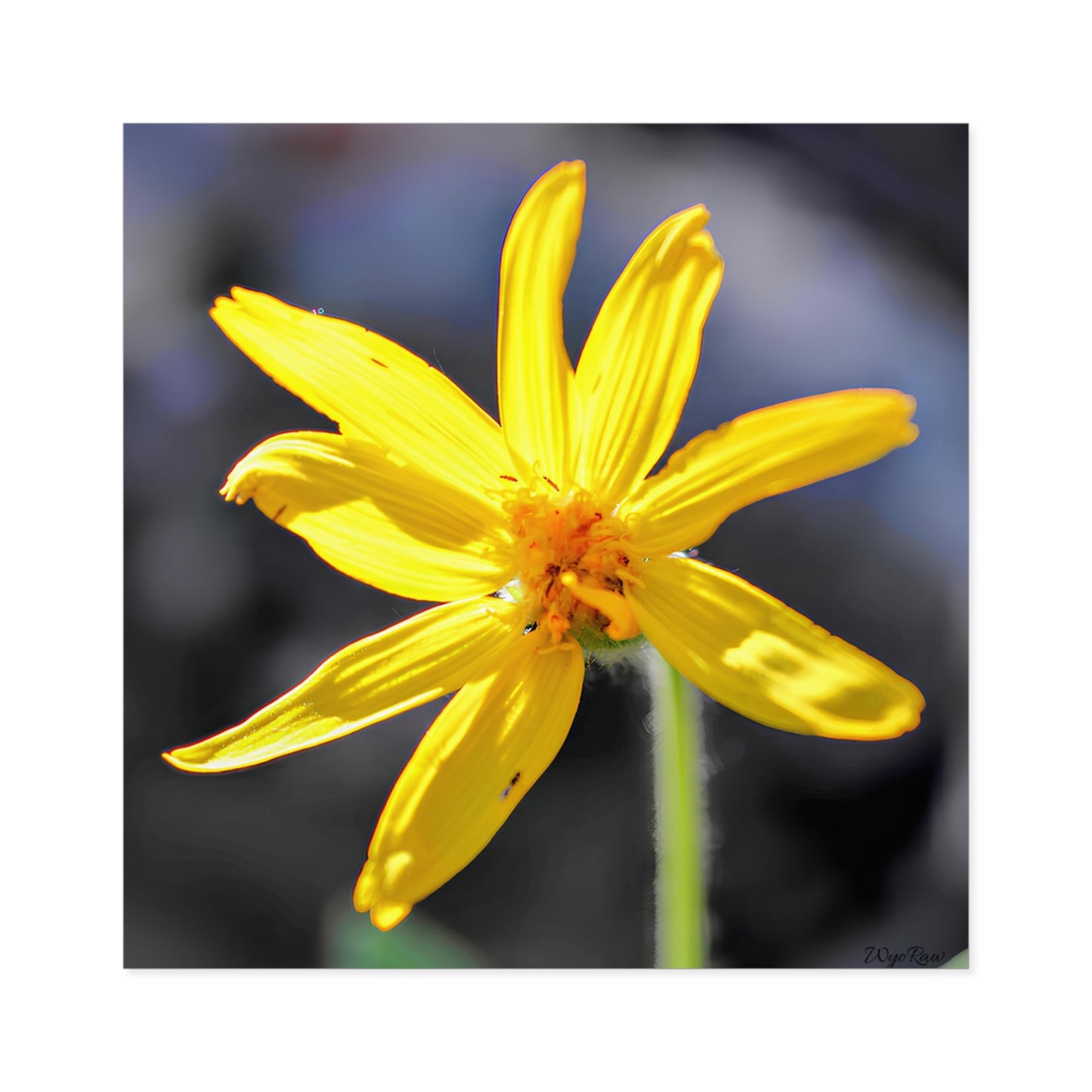 "Yellow Wildflower" - Square Sticker (Indoor/Outdoor)