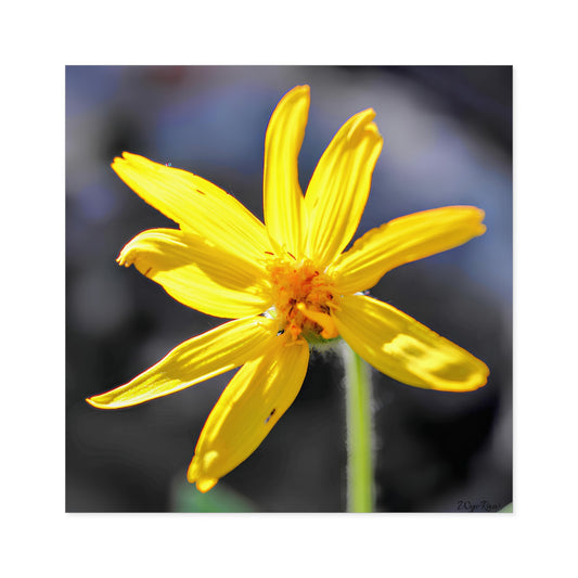"Yellow Wildflower" - Square Sticker (Indoor/Outdoor)