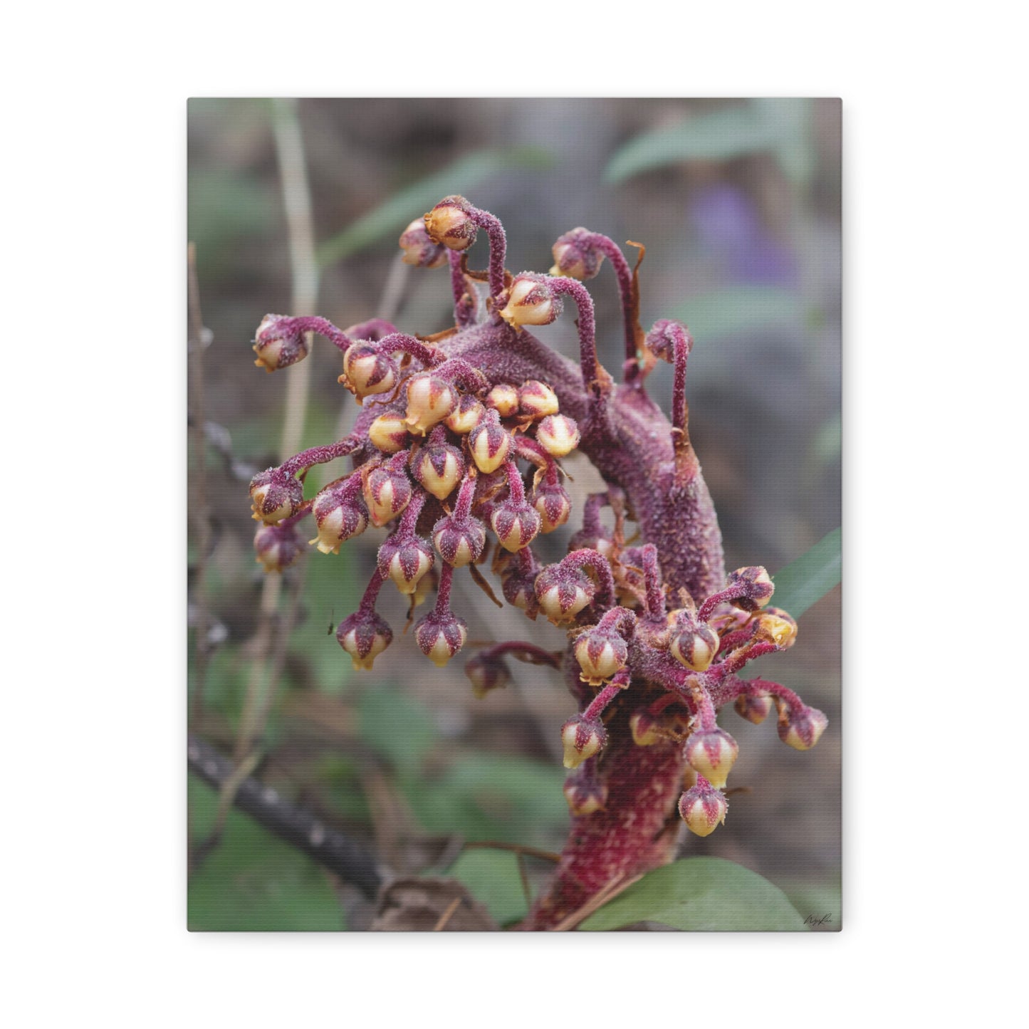 Woodland Pinedrop — Quiet Resilience by WyoRaw