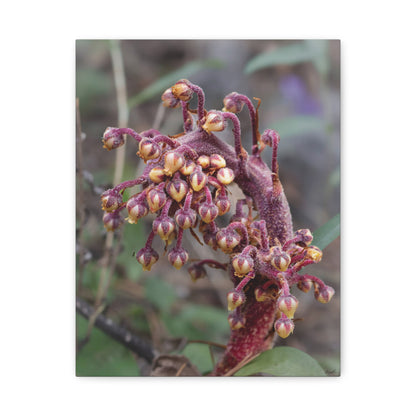 Woodland Pinedrop — Quiet Resilience by WyoRaw