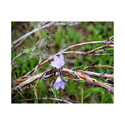 "Wildflowers in the Willows" — Museum-Grade Archival Print