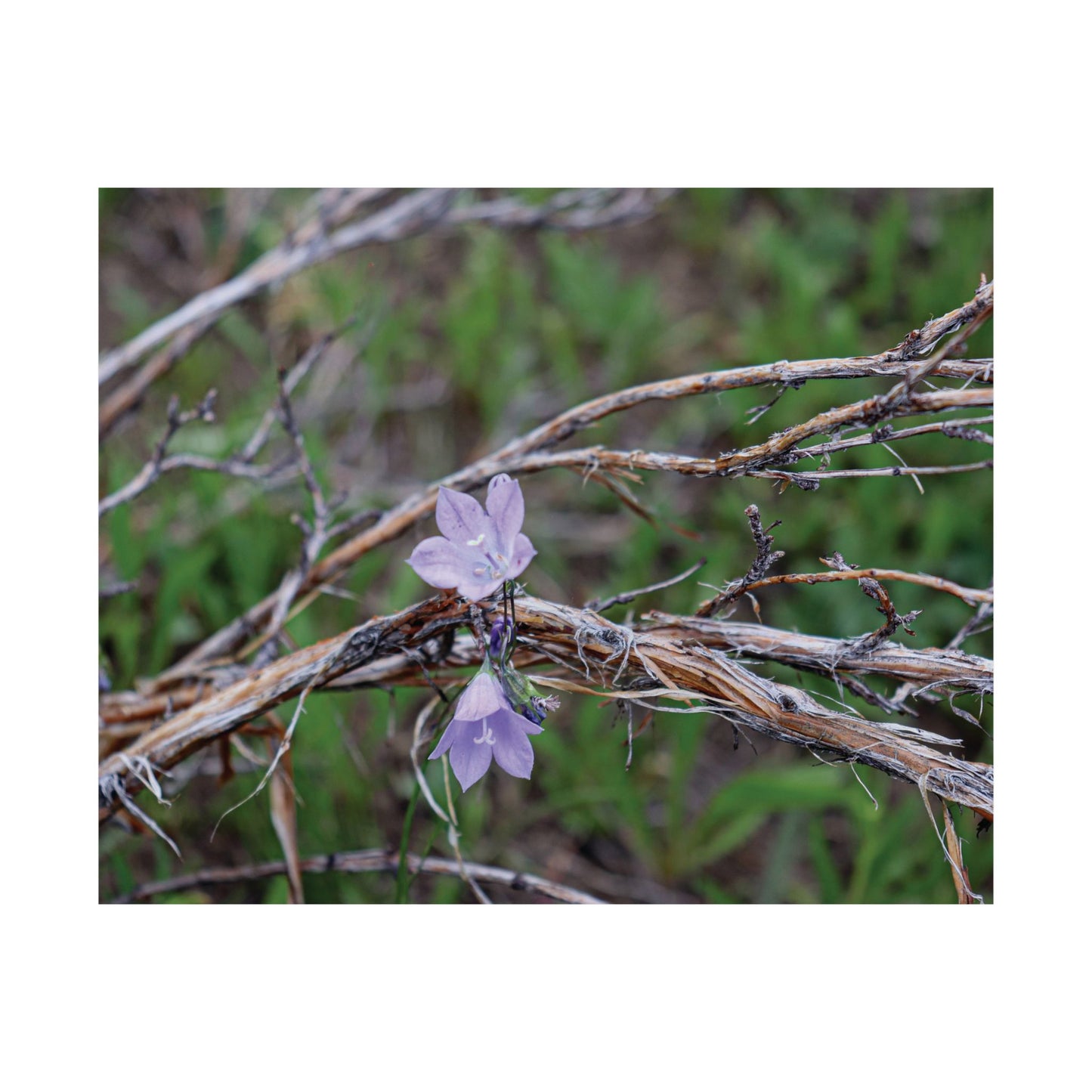Quiet resilience: "Wildflowers in the Willows" — Museum-Grade Archival Print