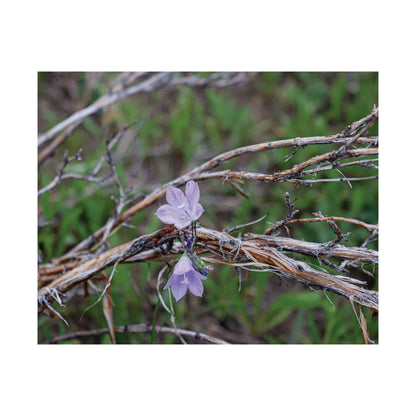 Quiet resilience: "Wildflowers in the Willows" — Museum-Grade Archival Print