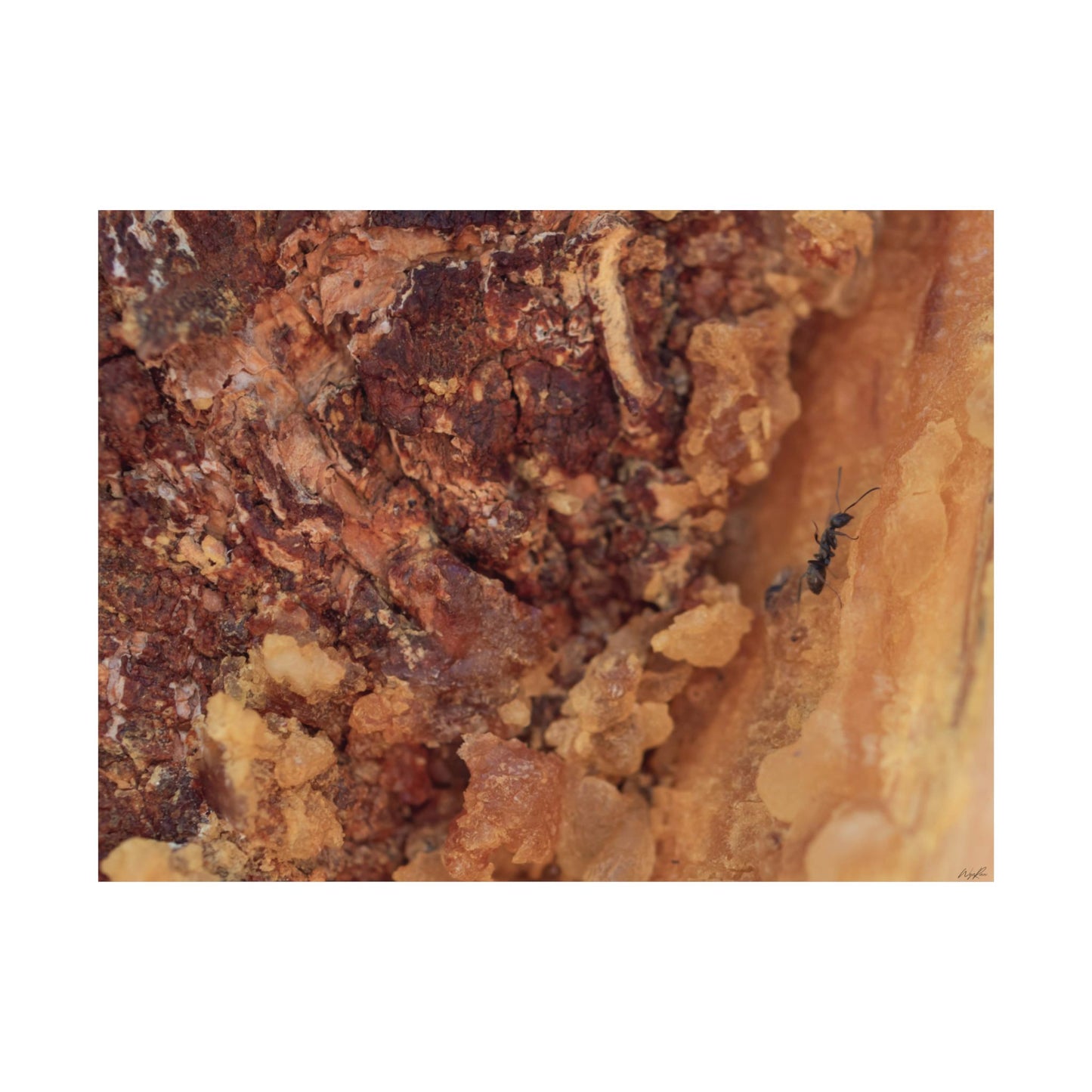 Weathered Time: "Ant in the Sap" - Museum-Grade Archival Print