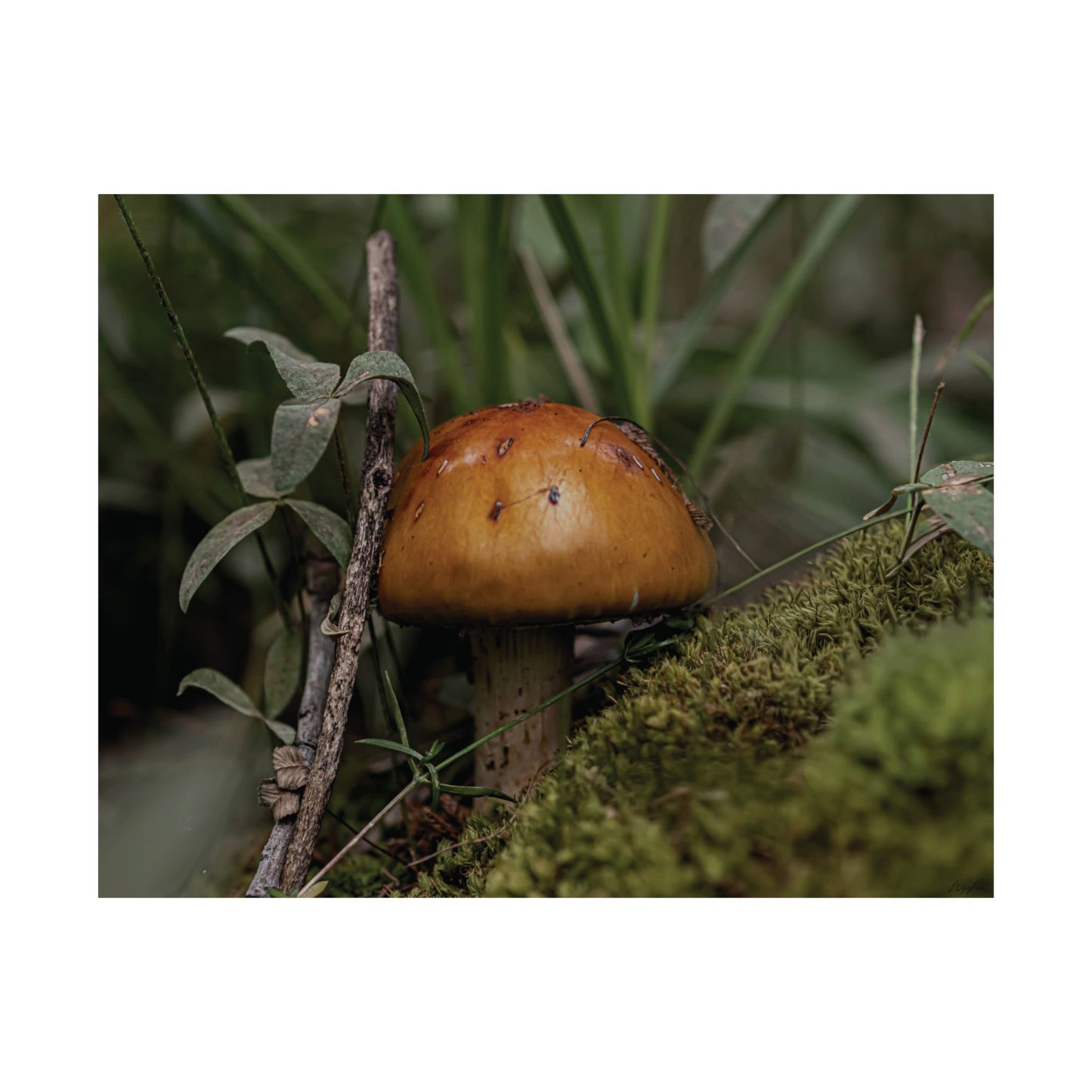 Mushroom in the Forest — Quiet Resilience by WyoRaw