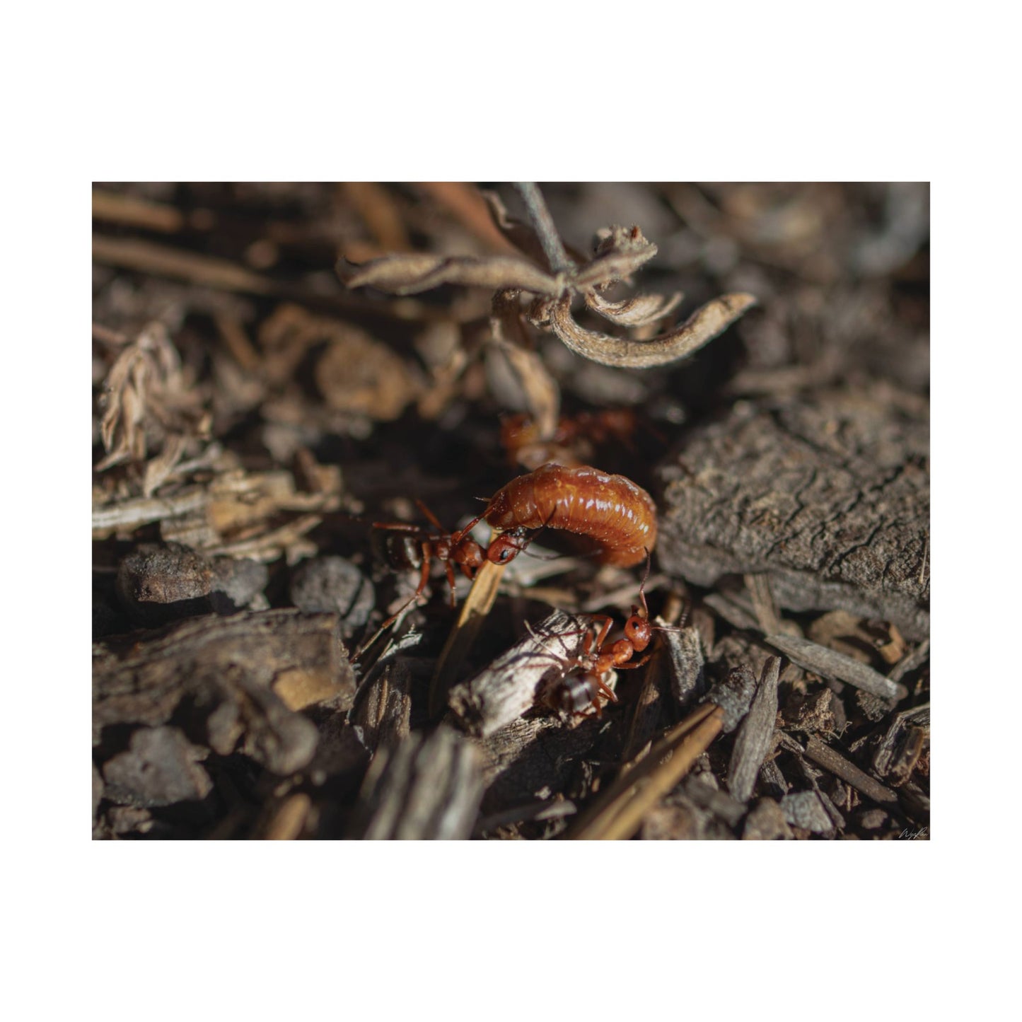 Ants vs Worm — Quiet Resilience by WyoRaw