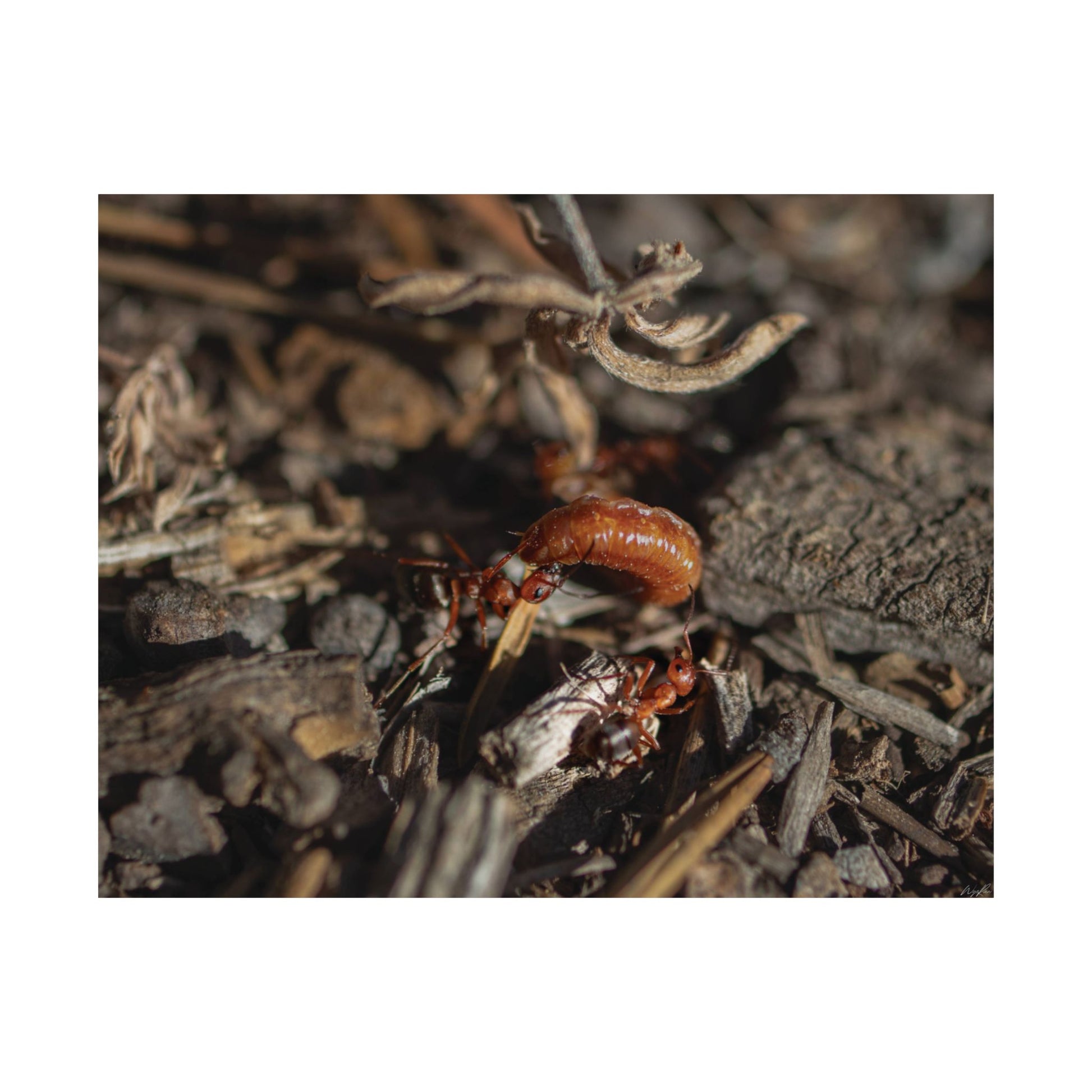 Ants vs Worm — Quiet Resilience by WyoRaw