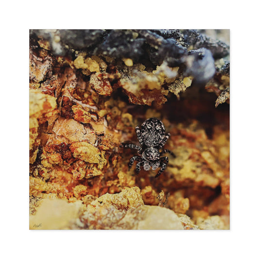 "Spider in the Sap" - Square Sticker (Indoor/Outdoor)