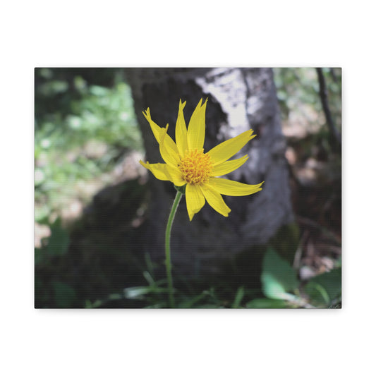 Holding Light — Quiet Resilience by WyoRaw