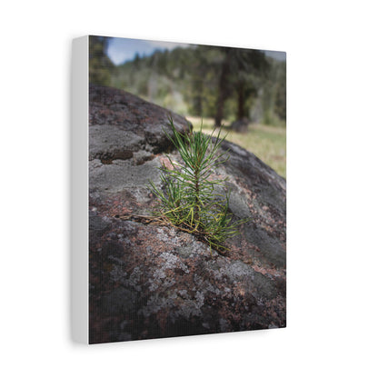 Young Pine from out of the Boulder — Quiet Resilience by WyoRaw