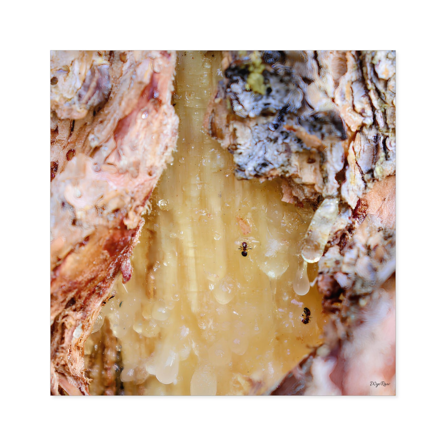 "Ants Encased in Sap" - Square Sticker (Indoor/Outdoor)