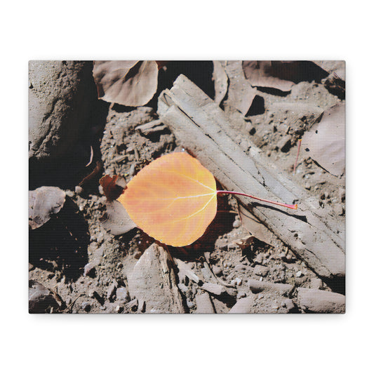 Close-up of a single yellow aspen leaf on dry forest floor with bark and soil