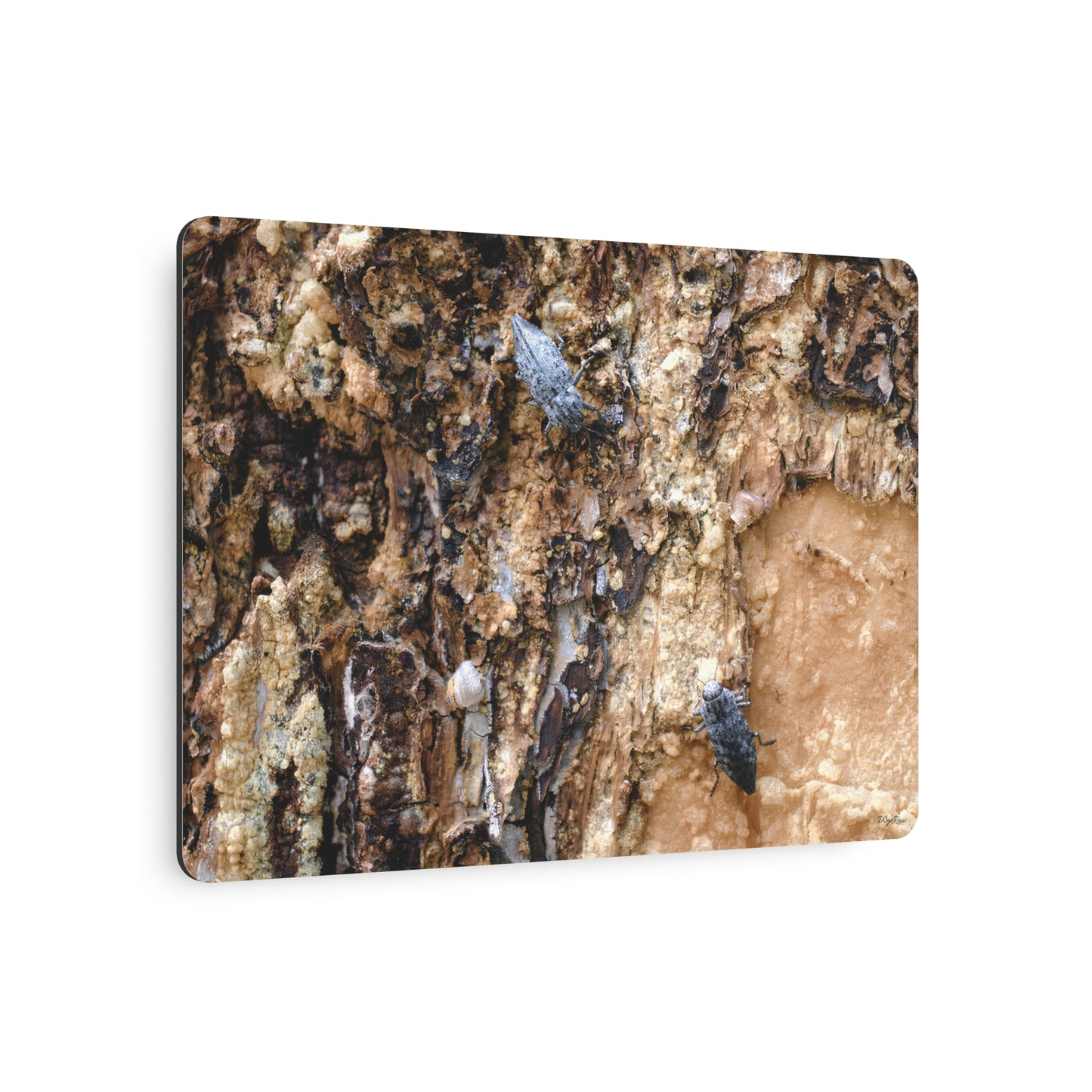 "Dual Beetles" - Metal Wall Art