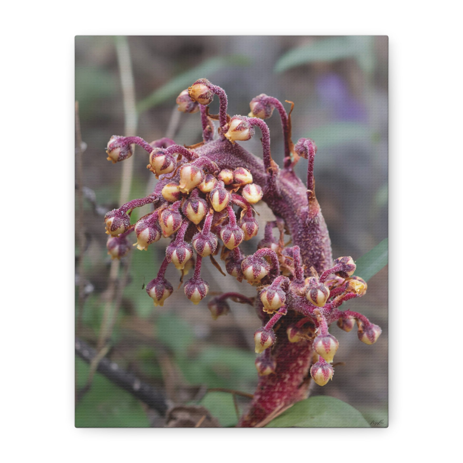 Woodland Pinedrop — Quiet Resilience by WyoRaw