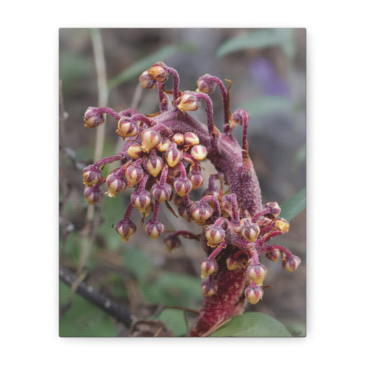Woodland Pinedrop — Quiet Resilience by WyoRaw