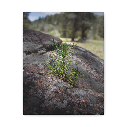 Young Pine from out of the Boulder — Quiet Resilience by WyoRaw