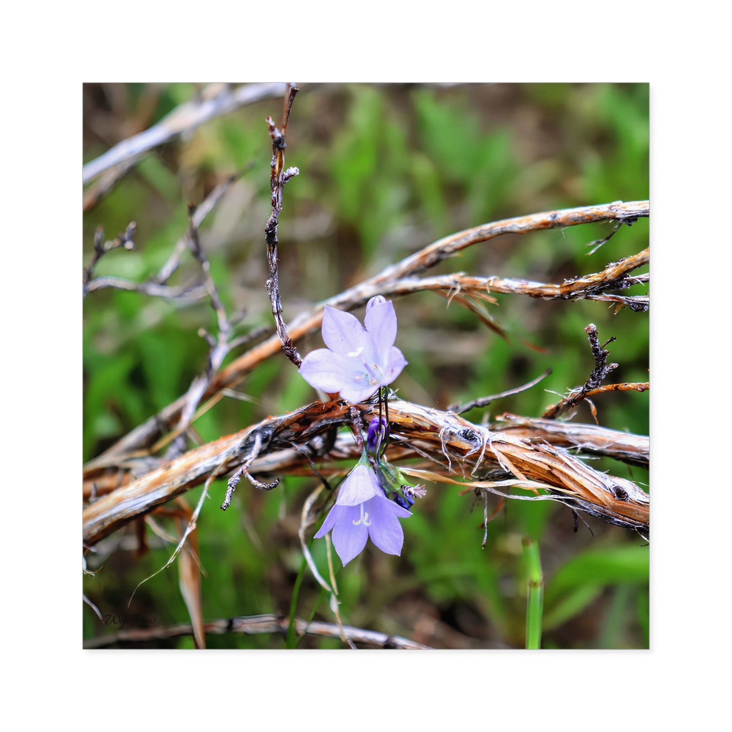 "Wildflowers in the Willows" - Square Sticker (Indoor/Outdoor)