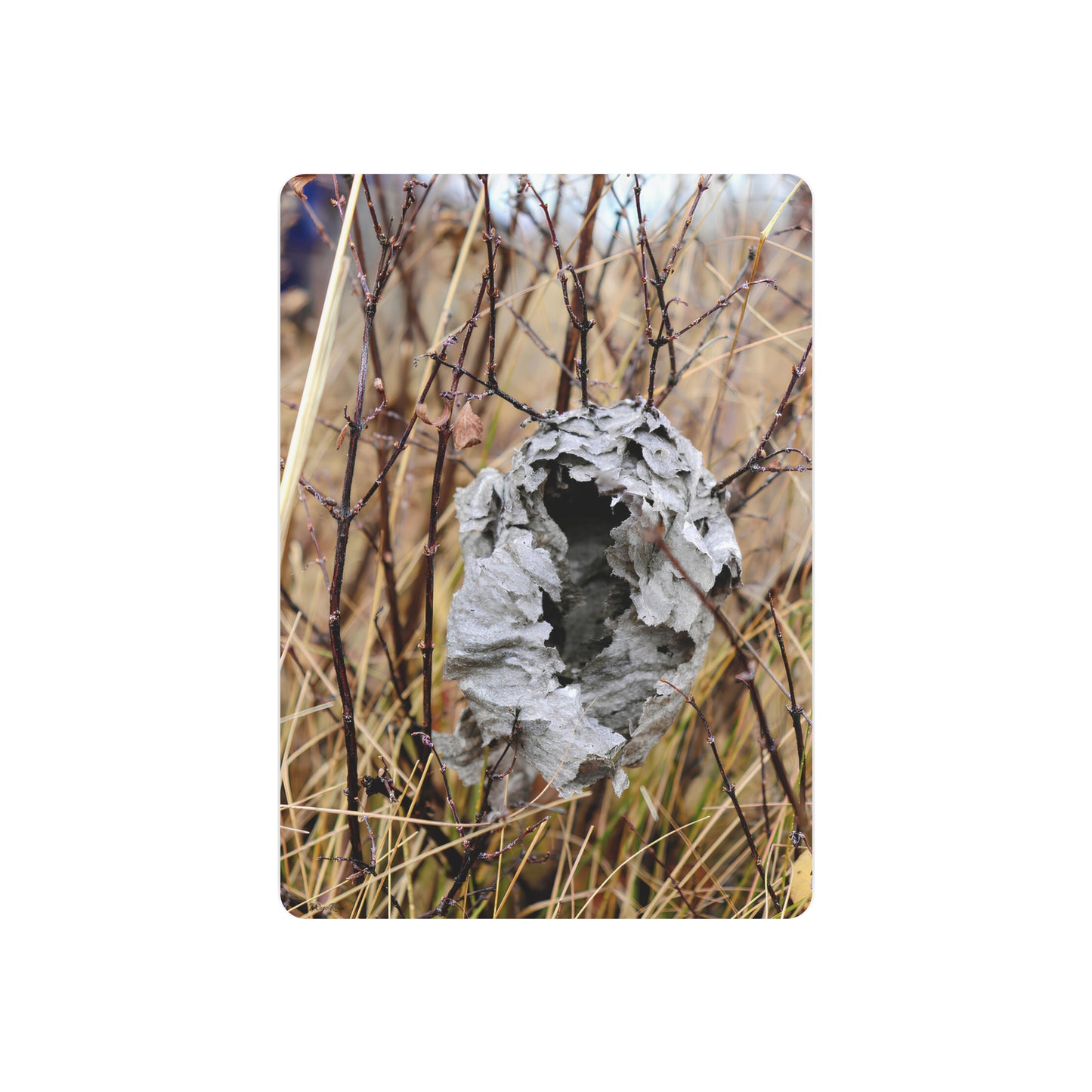 "Abandoned Wasps Nest" - Metal Wall Art