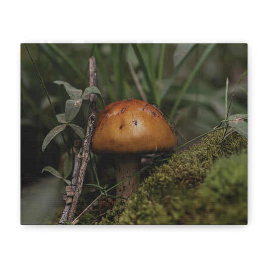 Mushroom in the Forest — Quiet Resilience by WyoRaw
