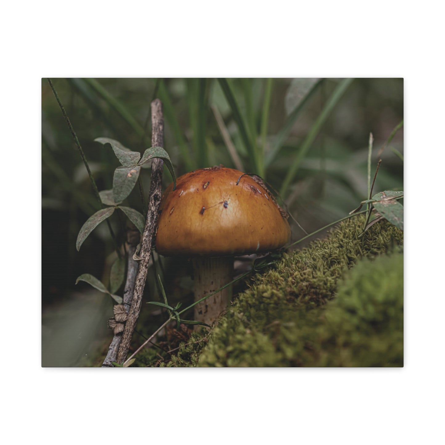 Mushroom in the Forest — Quiet Resilience by WyoRaw