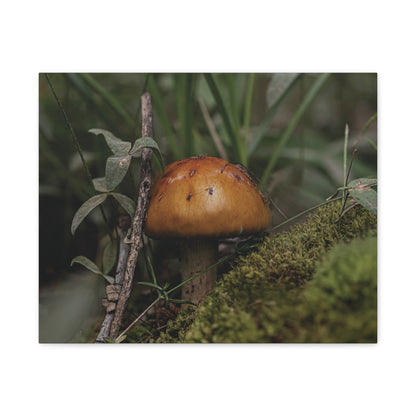 Mushroom in the Forest — Quiet Resilience by WyoRaw