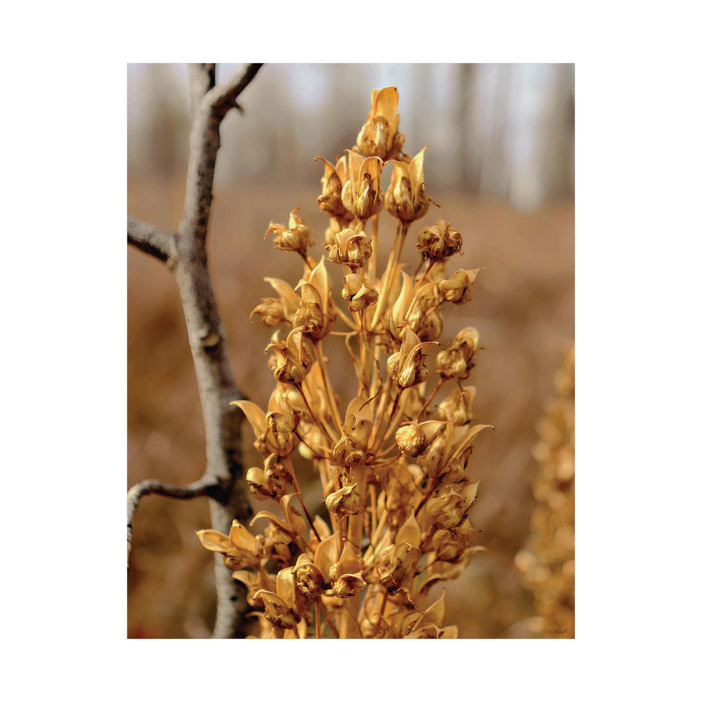 Golden Dried Flower — Remnants by WyoRaw