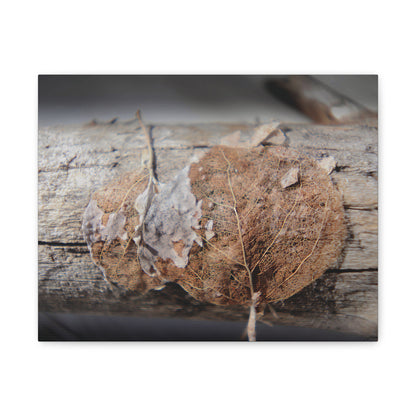 Remnants: "Skeletal Aspen Leaves" - Canvas Print