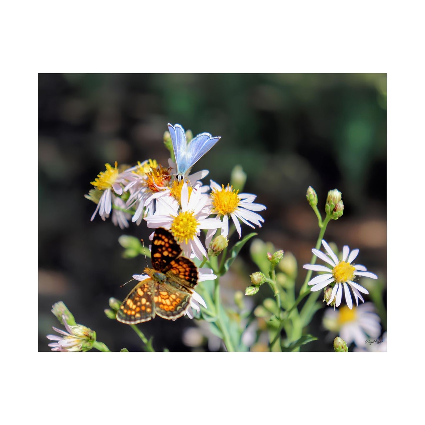 "Butterflys on Wildflowers" - Museum-Grade Archival Print