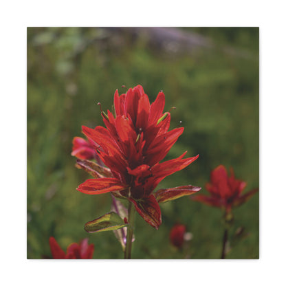 Wyoming Indian Paintbrush — Quiet Resilience by WyoRaw
