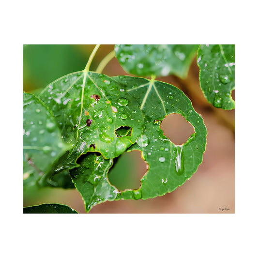 "Crying Leaf" - Museum-Grade Archival Print