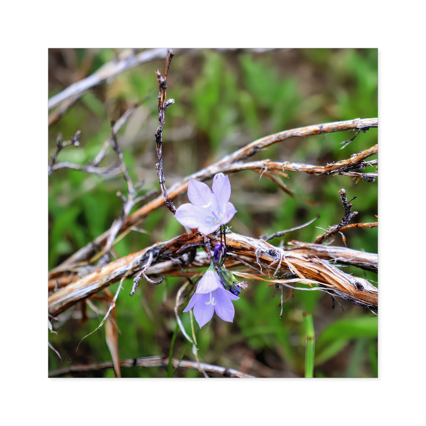 "Wildflowers in the Willows" - Square Sticker (Indoor/Outdoor)