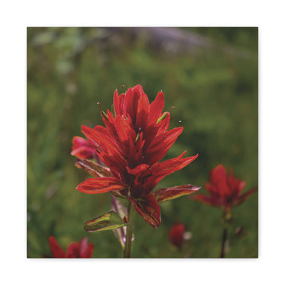 Wyoming Indian Paintbrush — Quiet Resilience by WyoRaw