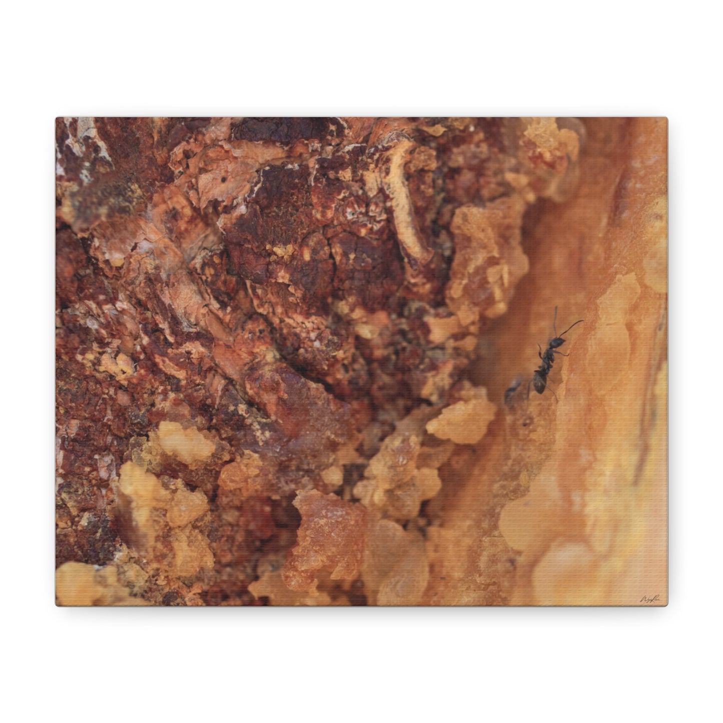 Ant in the Sap — Weathered Time by WyoRaw