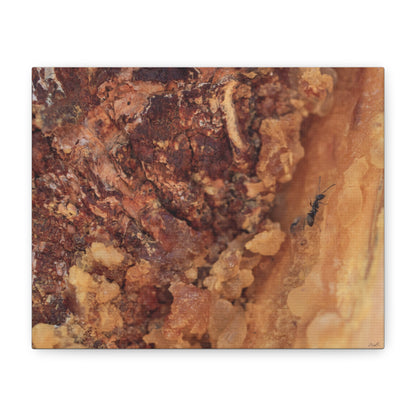 Ant in the Sap — Weathered Time by WyoRaw