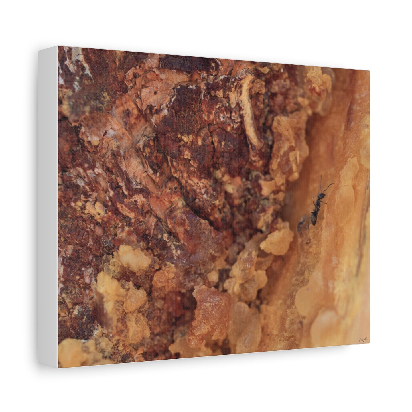 Ant in the Sap — Weathered Time by WyoRaw