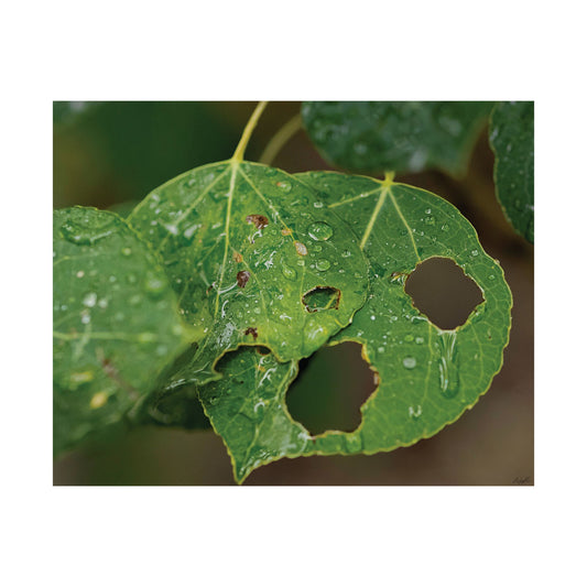 Quiet Resilience: "Crying Leaf" - Museum-Grade Archival Print